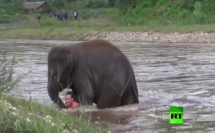 فيل يهرع لإنقاذ رجل يسبح في نهر